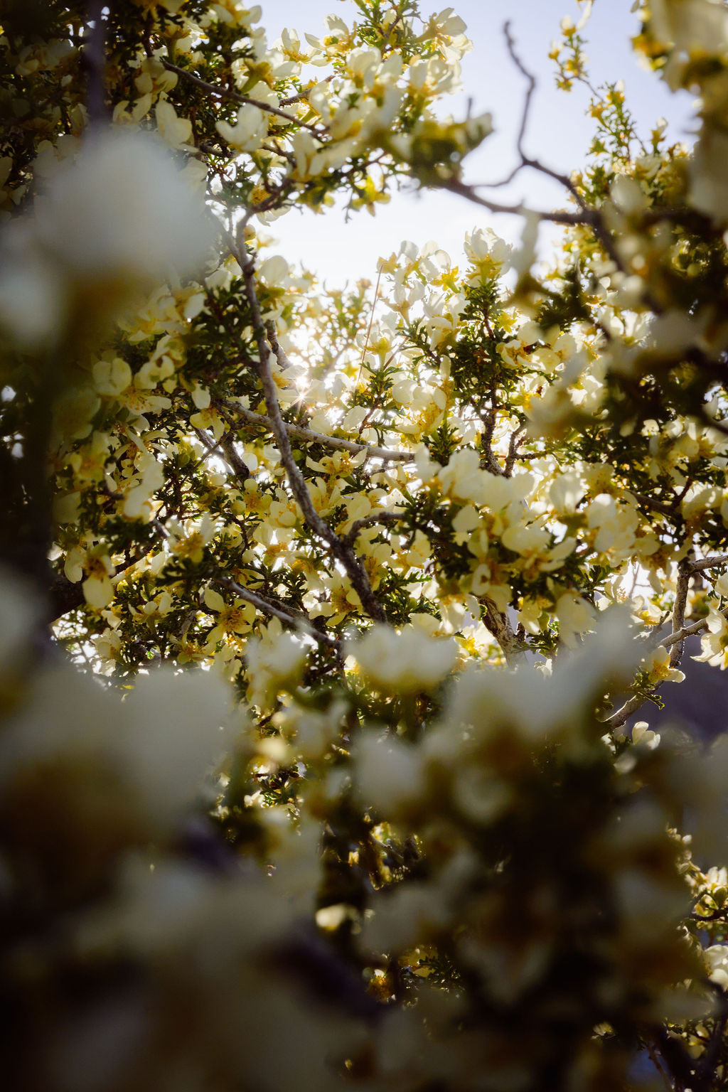 CANYON IN BLOOM