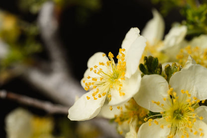 CANYON IN BLOOM