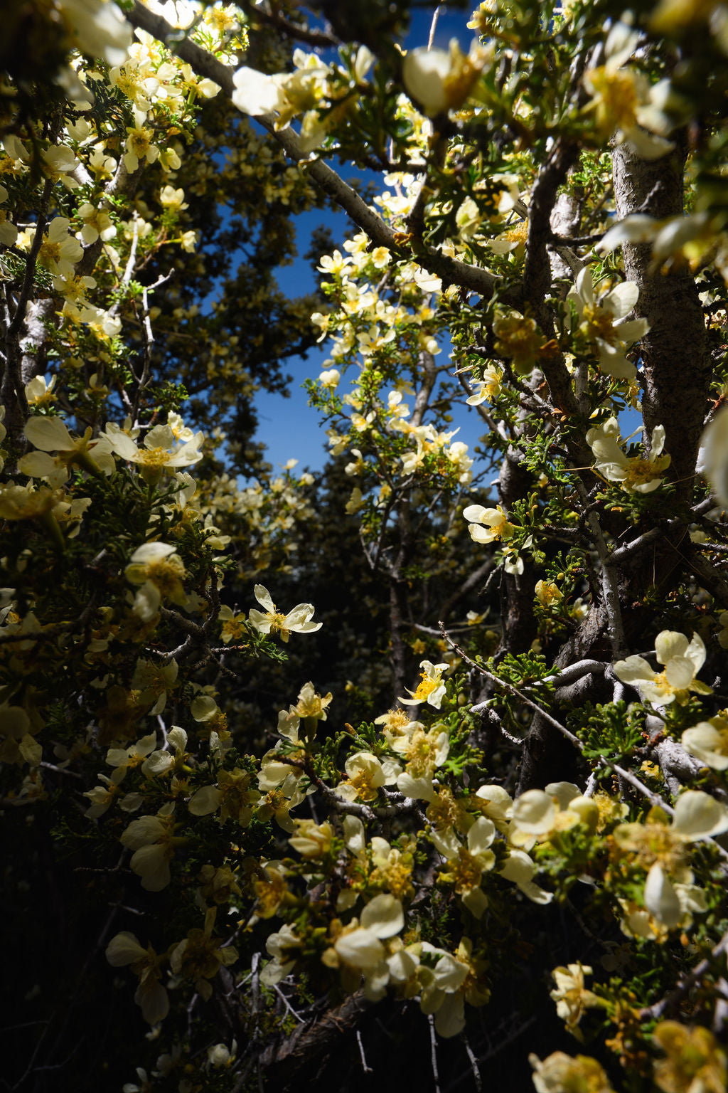 CANYON IN BLOOM