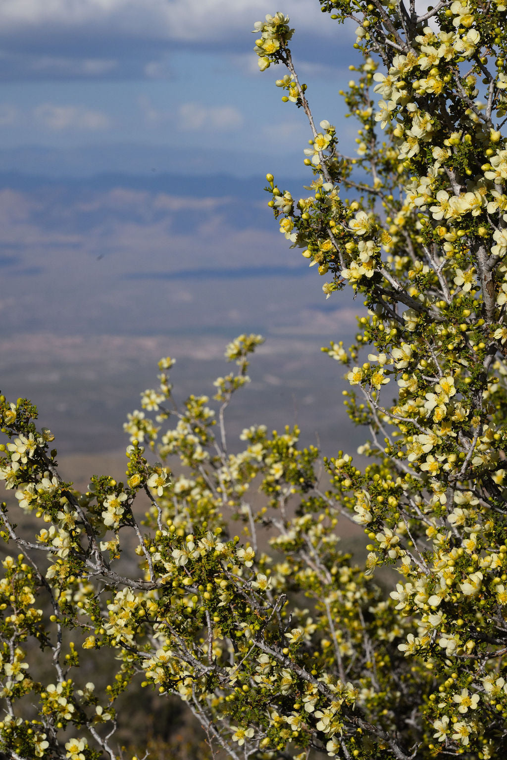 CANYON IN BLOOM